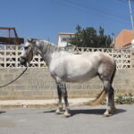 BONITA SB II *2014, PRE mare, 1,56m, price A