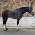 FAVORITO SB III *2017, PRE stallion, 1,64m, price F