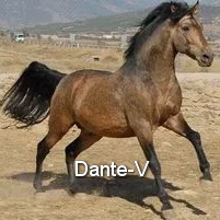 INVASORA FF-Dante-V