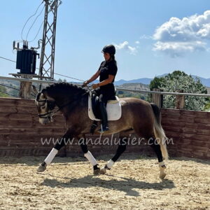Ingenuo Badia *2019, PRE gelding, 1,60m, price D