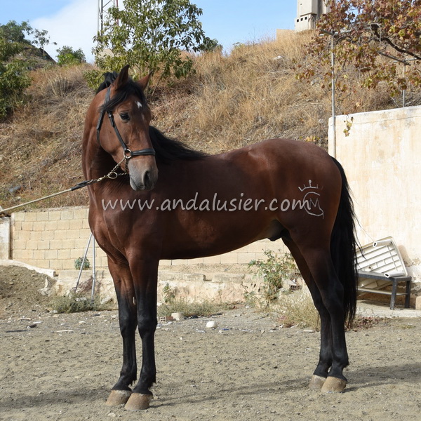 JARO DE MESA *2019, PRE Hengst, 1,63m, Preis B