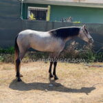Mansanilla SB II *2020, PRE mare, 1,60m, price B