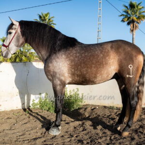 Ronero Ancla III *2021, PRE stallion, 1,68m, price D