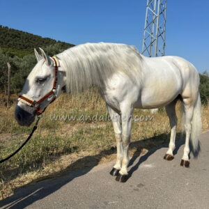 Quercus de Vara IV  *2020, PRE gelding, 1,66m, price D