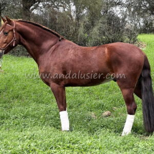 YACARE EC *2017, PRE gelding, 1,60m, price D