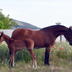 RONDEÑA SS *2010, PRE Stute, 1,64m, Preis B
