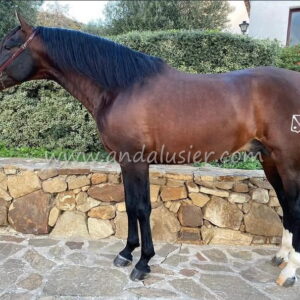 SENI BRIOSO IVPRE stallion *2019, 1,63m, price D-E