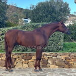 SENI GENIO *2020, PRE Hengst, 1,70 m, Preis D
