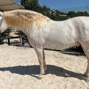 ZUMBON SM *2016, PRE stallion, 1,60m, price D