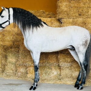 Altivo de Gredos *2019, PRE gelding, 1,65m, price C