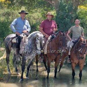 HISPANO CLXXVIII *2016, PRE gelding, 1,62m, price B-C
