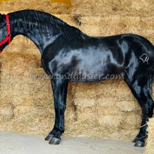 Heredero de Muela *2021, PRE stallion, 1,66m, price C