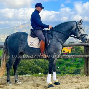Pampero de la Higuera *2021, PRE Hengst, 1,64m, Preis C