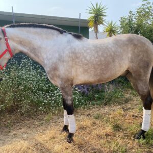 Vinatero SB *2021, PRE gelding, 1,63m, price D