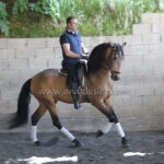 ALBERO SB II *2020, PRE gelding, 1,60m, price D
