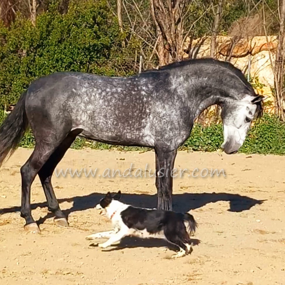 TEMBLON FUENLEZ *2021, PRE Hengst, 1,65m, Preis D