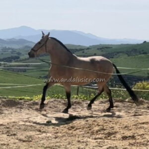 Coral CI *2019, PRE Stute, 1,64m, Preis C