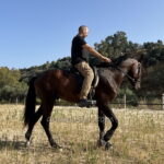 Betico XXXVII *2021, PRE stallion, 1,63m, price C
