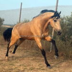 Fandango *2022, gelding, 1,62m, price B