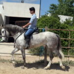 India *2020, mare, 1,61m, price B