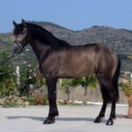 JUNCO DE PAULA *2022, PRE stallion, 1,63m, price C
