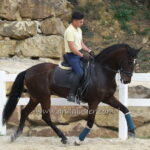 JUPITER JAP PRE gelding *2015, 1,60m, price E