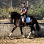 MARQUEZ AM *2020, PRE Hengst, 1,69m, Preis C
