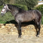 PASTELERO LEGUIZAMON *2021, PRE stallion, 1,64m, price D-E