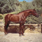 SENI GENIO *2020, PRE Hengst, 1,70 m, Preis D