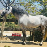 BOHEMIO TALHARA *2020, PRE Hengst, 1,66m, Preis D