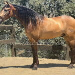 Elegante CCXXVI *2020, PRE gelding, 1,63m, price C