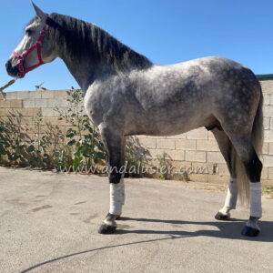 FAVORITO SB III *2017, PRE stallion, 1,64m, price F
