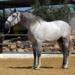 ITALO DE VARGAS *2021, PRE stallion, 1,70m, price D