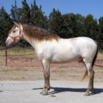 Imperio JC II *2020, PRE stallion, 1,62m, price C