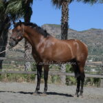 MARINERO CXI *2023, PRE stallion, 1,68m, price B