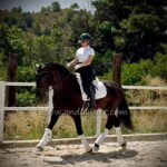 QUERIDO JF *2019, PRE stallion, 1,68m, price D