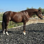 Almonteño *2018, gelding, 1,53m, price C