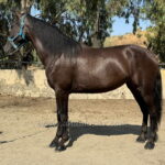 Kenia CLXVIII *2021, PRE Stute, 1,65m, Preis B
