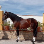 Bandolero SIF *2022, PRE Hengst, 1,56m, Preis B