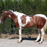 Bandolero *2022, Hengst, 1,63m, Preis C