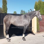Letrada XXI Yedra *2021, PRE Stute, 1,65m, Preis C
