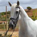 Bohemio de Triana *2020, PRE Hengst, 1,61m, Preis B