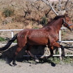 Camaron *2020, Wallach, 1,64m, Preis D-E
