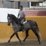 SAFRISCO ANCLA II *2021, PRE Hengst, 1,62m, Preis D