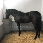 Africano SC *2021, PRE gelding, 1,70m, price C