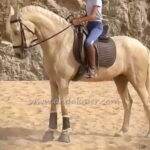 Charrúa *2020, Wallach, 1,64m, Preis C