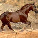 Charrua *2021, stallion, 1,61m, price C