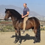 Dante Garrocha *2020, PRE Wallach, 1,64m, Preis C