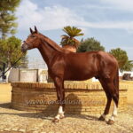 Destino YG *2022, PRE stallion, 1,68m, price C