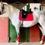 Nostalgico ZM *2015, PRE Hengst, 1,68m, Preis E